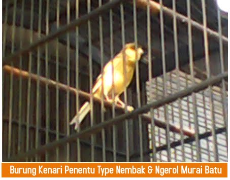 Murai Batu: Suara Kenari penentu type Nembak dan Ngerol