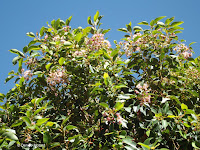 Blooming trees - Wellington Botanic Garden, New Zealand