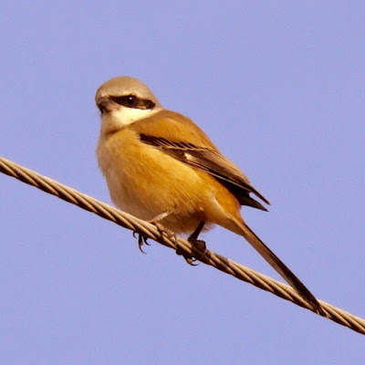 "Bay Backed Shrike, rare visitor, uncommon,sitting on wire."