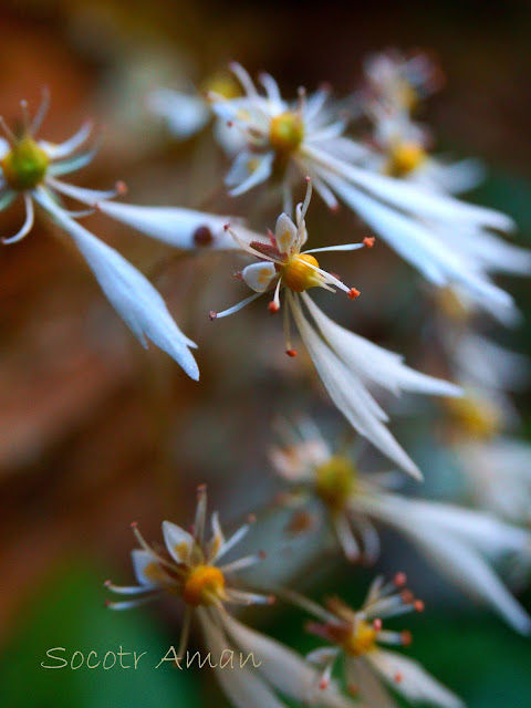 Saxifraga cortusaefolia