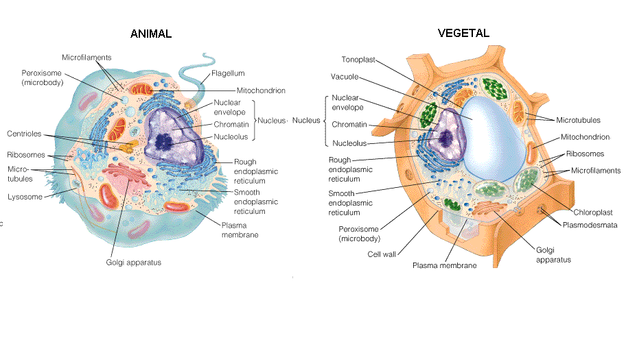celula vegetal e animal. celula vegetal e animal. de microtbulos ausentes nas Celula+animal+e+celula