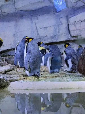 ヘラブルン動物園のペンギンたち