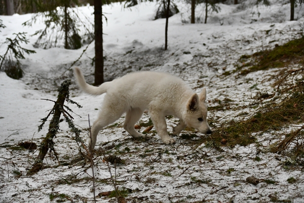 hvit gjeterhund skautur