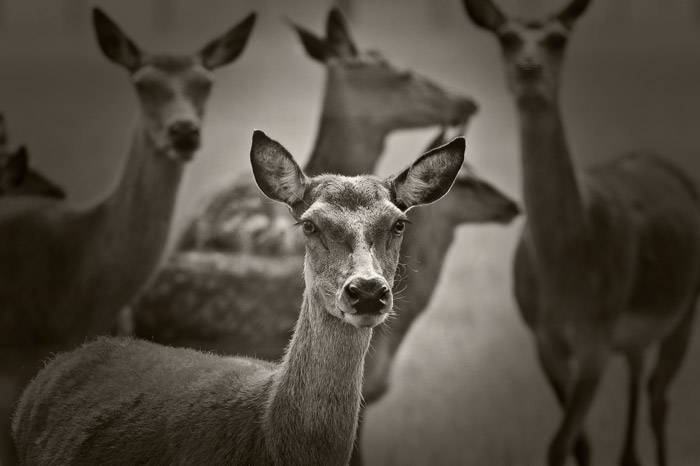 Red deer