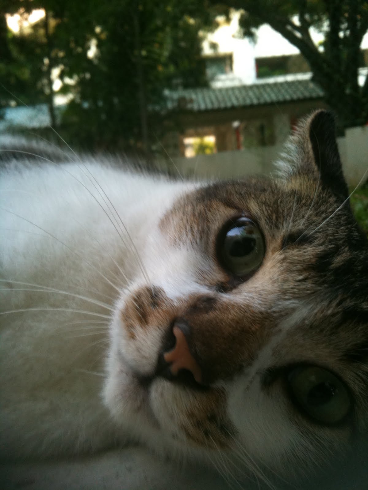 Singapore Community Cats  Handsome Tabby Community Cat 