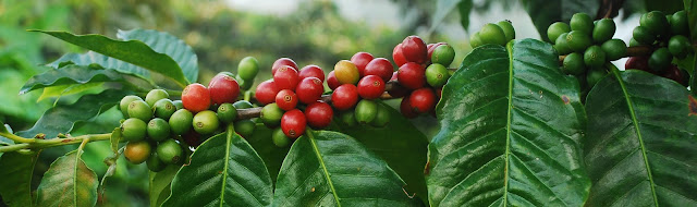 coffee-cherries-branch