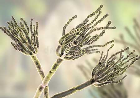 4 Macam Genus Ascomycota Gambar  Contoh dan Peranannya 