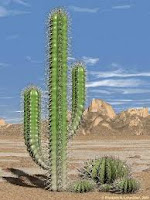 gambar kaktus