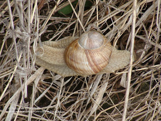 Helix (Helix) pomatia DSC105005