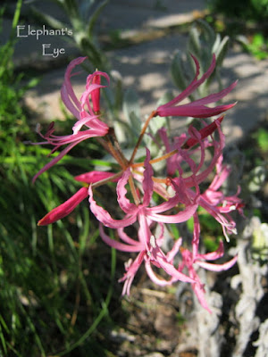 Nerine with grey foliage