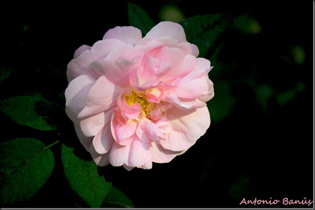 DSC_5057x2