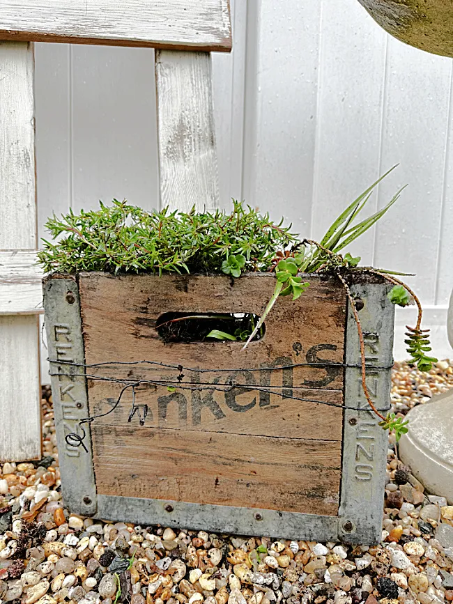 crate with phlox
