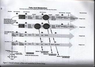 fatty_acid_metabolism