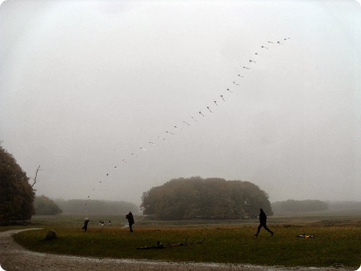 Drager i Dyrehaven - oktober 2013