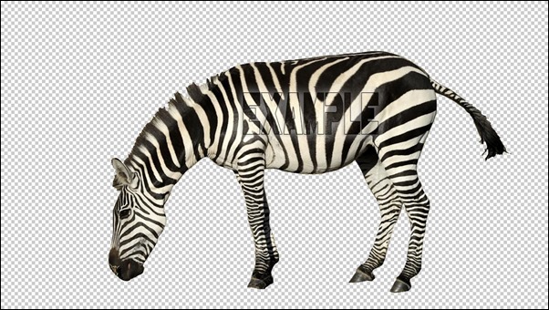 zebra-Example