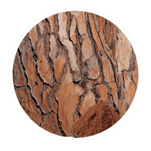 Pine Bark Concentrate