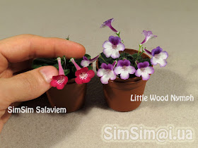 micro mini Sinningia "SimSim Salaviem" vs "Little Wood Nymph"