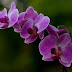 Purple orchid flowers pictures, meaning.