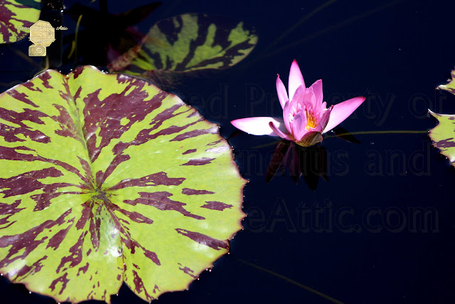 Lavender Rose Waterlily In Blue Charcoal Waters