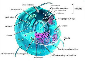 el nucleo