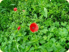 Minimohn