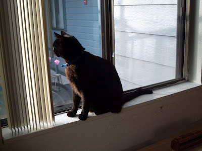 Black cat "Starfire" sitting on window sill