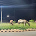 Matagal na rotatória entre Avenida Zelino Lorenzetti e Parque do Bosque serve de pasto para cavalos