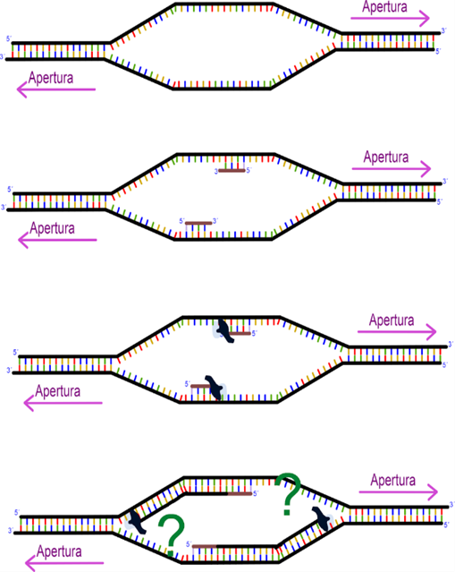 ¿Cómo se replica el ADN en el lado inverso a la síntesis 5→3?. Más que hebra líder deberíamos decirle lado líder, siempre que un primer o cebador expone una punta 3´, la ADN polimerasa puede alargarla en la dirección de abertura de la hebra. Dado que la hebra se abre bidireccionalmente, esto permite que dos lados puedan copiarse continuamente. El problema es lo que ocurre en la dirección 5´ hacia atrás.