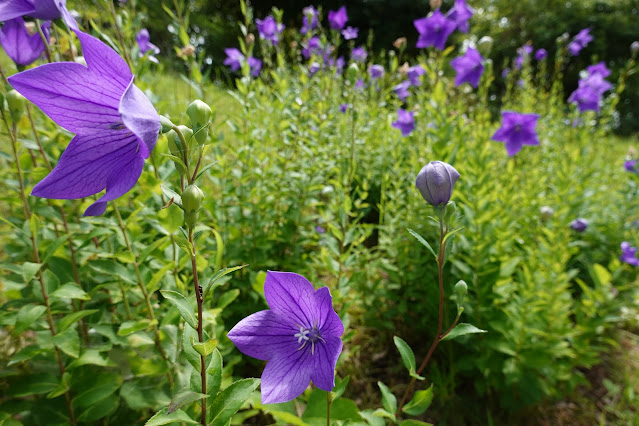 鳥取県西伯郡南部町鶴田 とっとり花回廊 花の丘