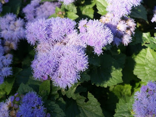 Agérate du Mexique - Ageratum houstonianum "Blue Diamond"