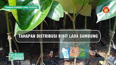 Cara Pengiriman Bibit Lada Sambung