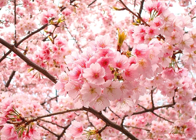 Japanese Sakura Cherry Blossom Trees