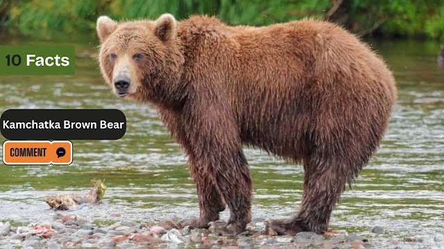 10 Fascinating Facts About the Kamchatka Brown Bear You Didn’t Know"