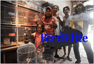 Kisah Sukses Pamong Praja Kaliurang Yudi Lintang Bird Farm Ternak Lovebird Biola