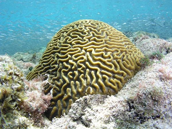 Brain Coral si Koral Mirip Otak