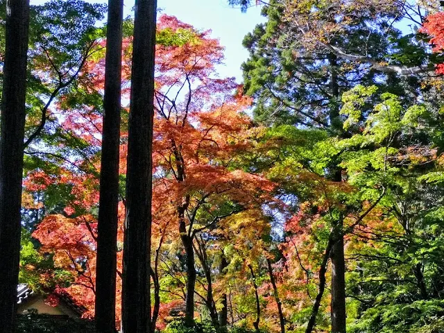 箱根　長安寺　紅葉