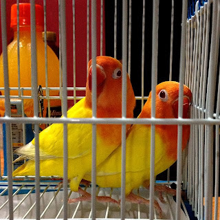 LOVEBIRD LUTINO MATA HITAM / MERAH