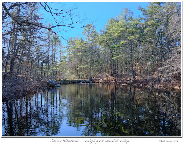 Noanet Woodlands: ... multiple ponds assured the milling...