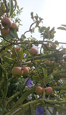Wisata Petik Apel Malang di Kebun Agro Rakyat, Kota Batu