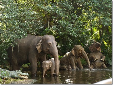 Happy elephants