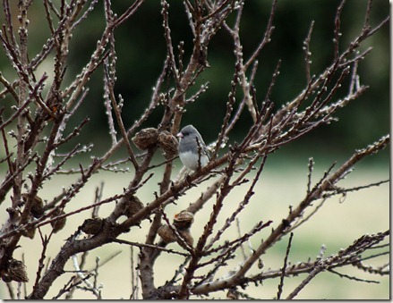 Dark-eyed Junco, Bird