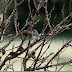 New Year Juncos and Favorite Birds of 2011