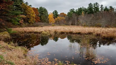 Landscape, Lake, Forest, Autumn, Trees, Grass