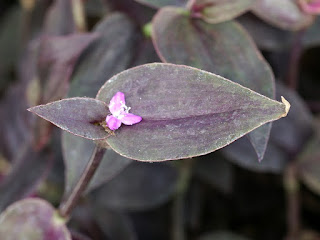 Tradescantia zebrina 'Purpusii'