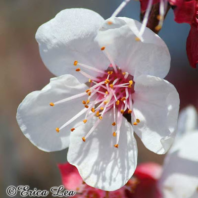 white fruit tree flower