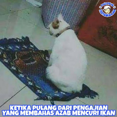 8 Meme 'Tingkah Lucu Kucing' yang Kelakuannya Ngegemesin Banget