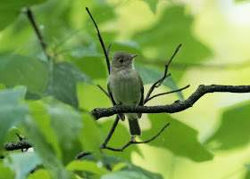 Acadian Flycatcher - Nan Weston Preserve, Michigan, USA