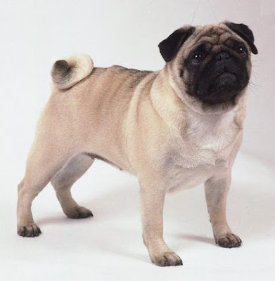 Razas de perros: Pug
