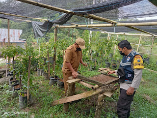 Sesuai Atensi Kapolres Torut, Bhabinkamtibmas Polsek Tondon Nanggala Sambangi Lahan Holtikultura