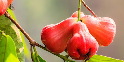 Amazing ! Cool Facts About Water Apple / Rose Apple